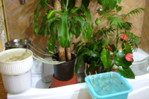 piante vasca