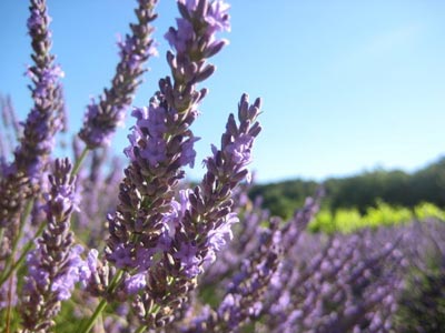 lavanda fiori