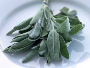 salvia piatto
