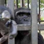 scimpanze-gabbia