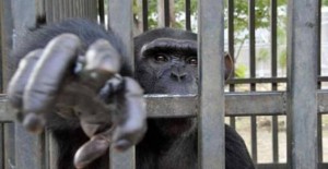 scimpanze-gabbia