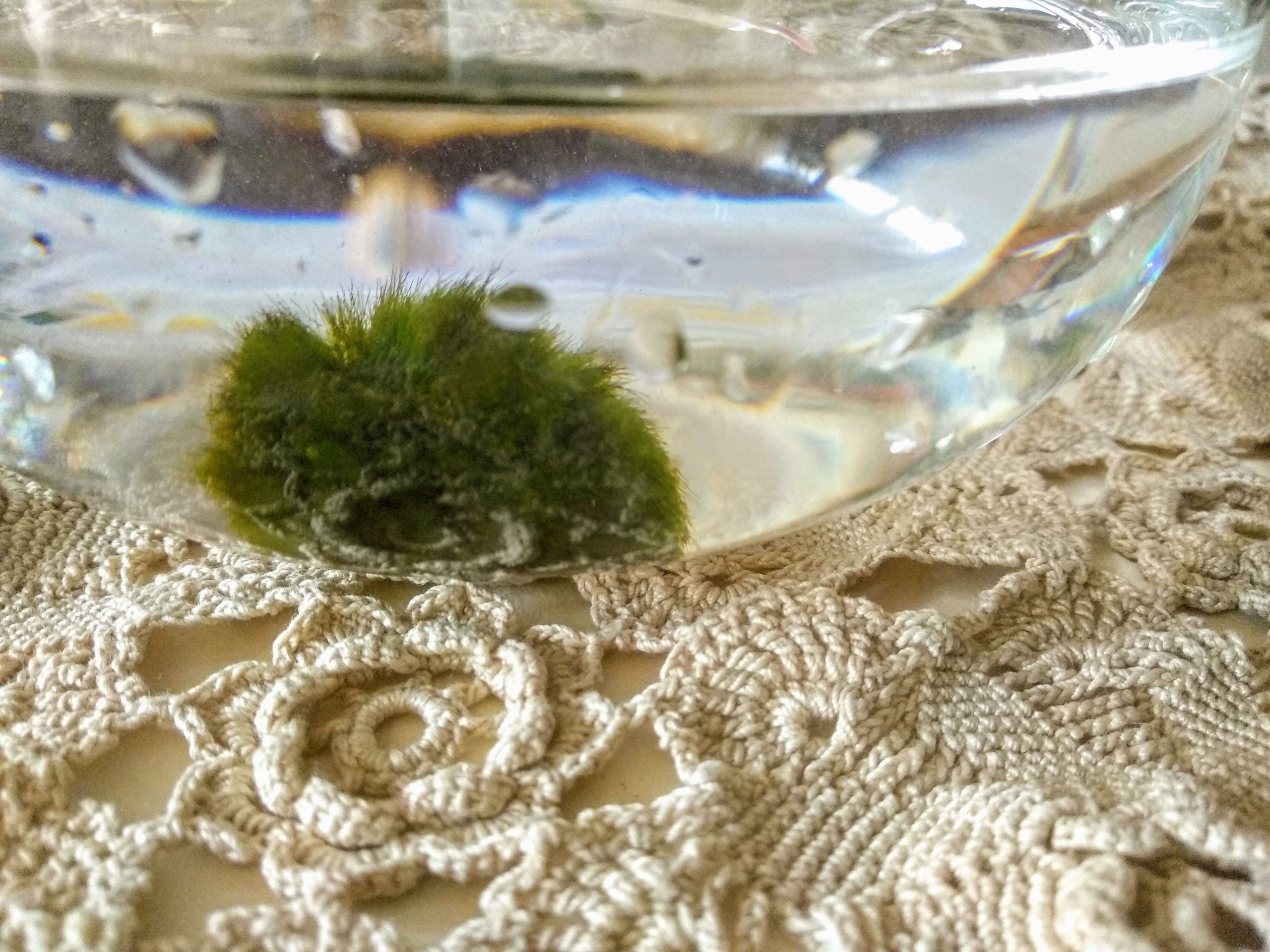 Alga palla Marimo Alga Giapponese a