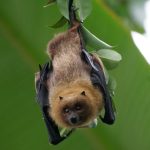 bat