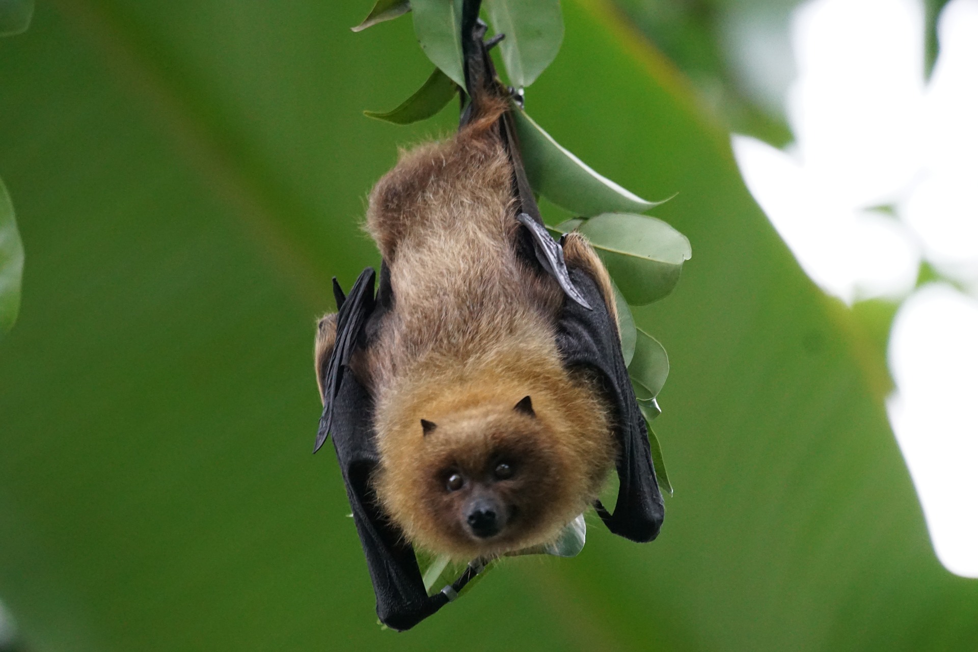 bat