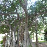 albero-monumentale-Palermo